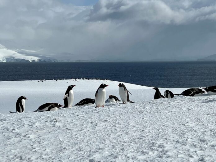 un-vuelo-expres-a-los-pinguinos:-este-nuevo-tour-de-lujo-te-lleva-a-la-antartida-mas-rapido-que-la-mayoria