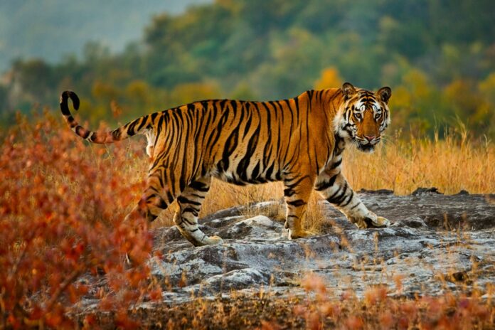 2022-es-el-ano-del-tigre:-aqui-hay-15-lugares-para-verlos-eticamente-en-la-naturaleza